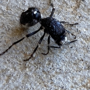 Bothriomutilla rugicollis at Nanima, NSW - 15 Apr 2020