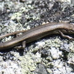 Pseudemoia entrecasteauxii (Woodland Tussock-skink) at Bimberi Nature Reserve - 16 Nov 2019 by BrianHerps