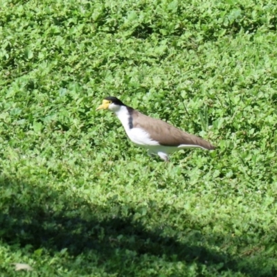 Vanellus miles (Masked Lapwing) at Stromlo, ACT - 17 Apr 2020 by RodDeb