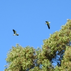 Vanellus miles at Stromlo, ACT - 17 Apr 2020 10:51 AM