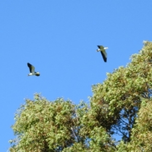 Vanellus miles at Stromlo, ACT - 17 Apr 2020