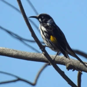 Phylidonyris novaehollandiae at Coree, ACT - 17 Apr 2020