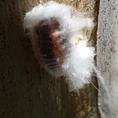 Monophlebulus sp. (genus) (Giant Snowball Mealybug) at Giralang, ACT - 19 Apr 2020 by trevorpreston