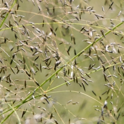 Eragrostis curvula (African Lovegrass) at Stromlo, ACT - 17 Apr 2020 by RodDeb