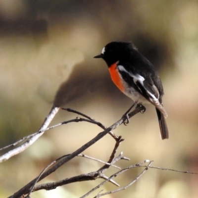 Petroica boodang (Scarlet Robin) at Stromlo, ACT - 17 Apr 2020 by RodDeb