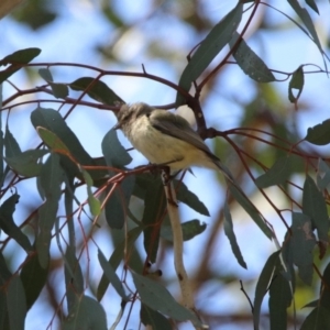 Smicrornis brevirostris at Coree, ACT - 17 Apr 2020 12:42 PM