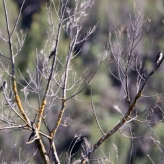 Caligavis chrysops (Yellow-faced Honeyeater) at Coree, ACT - 17 Apr 2020 by RodDeb