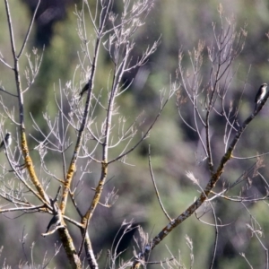 Caligavis chrysops at Coree, ACT - 17 Apr 2020