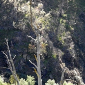 Caligavis chrysops at Coree, ACT - 17 Apr 2020