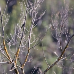 Caligavis chrysops at Coree, ACT - 17 Apr 2020