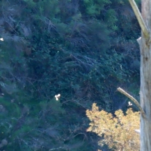 Caligavis chrysops at Coree, ACT - 17 Apr 2020