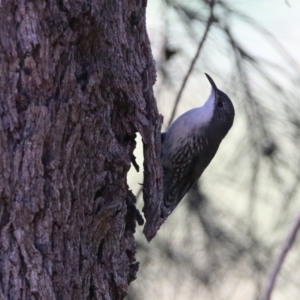 Cormobates leucophaea at Stromlo, ACT - 17 Apr 2020