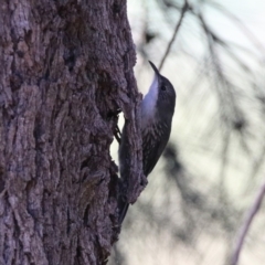 Cormobates leucophaea at Stromlo, ACT - 17 Apr 2020