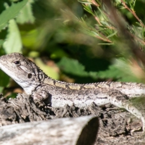 Amphibolurus muricatus at Coree, ACT - 17 Apr 2020 12:23 PM