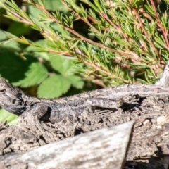 Amphibolurus muricatus at Coree, ACT - 17 Apr 2020