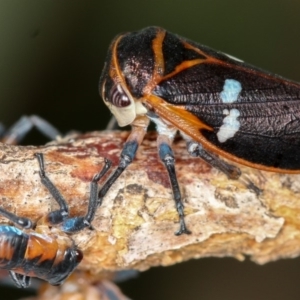 Eurymela fenestrata at Dunlop, ACT - 25 Mar 2013