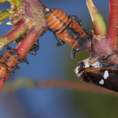 Eurymela fenestrata at Dunlop, ACT - 25 Mar 2013