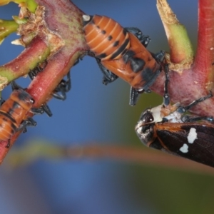 Eurymela fenestrata at Dunlop, ACT - 25 Mar 2013