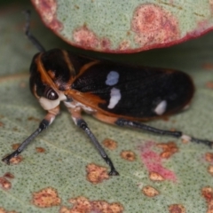 Eurymela fenestrata at Dunlop, ACT - 25 Mar 2013