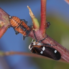 Eurymela fenestrata at Dunlop, ACT - 25 Mar 2013