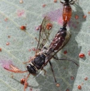 Tiphiidae (family) at Dunlop, ACT - 25 Mar 2013