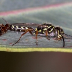 Tiphiidae (family) (Unidentified Smooth flower wasp) at Dunlop, ACT - 25 Mar 2013 by Bron