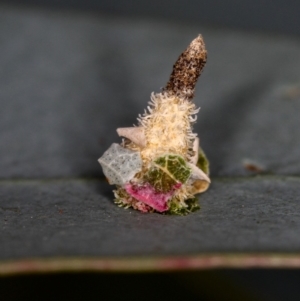 Psychidae (family) IMMATURE at Dunlop, ACT - 25 Mar 2013