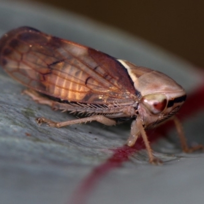 Brunotartessus fulvus (Yellow-headed Leafhopper) at West Belconnen Pond - 25 Mar 2013 by Bron