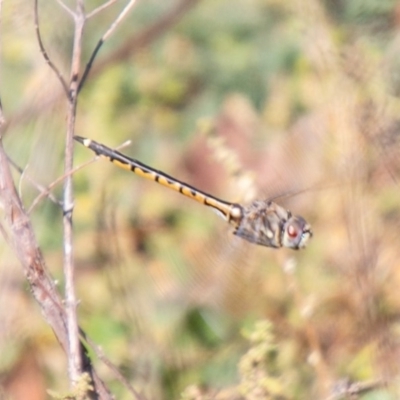 Hemicordulia tau (Tau Emerald) at Coree, ACT - 17 Apr 2020 by SWishart