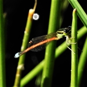 Ischnura aurora at Tuggeranong DC, ACT - 19 Apr 2020