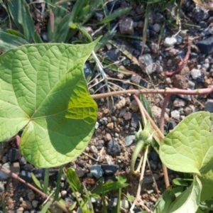 Ipomoea purpurea at Tuggeranong DC, ACT - 19 Apr 2020