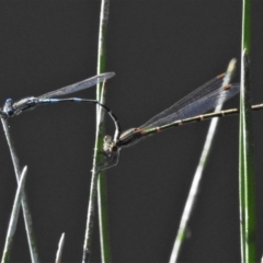 Austrolestes leda (Wandering Ringtail) at Tuggeranong DC, ACT - 19 Apr 2020 by JohnBundock