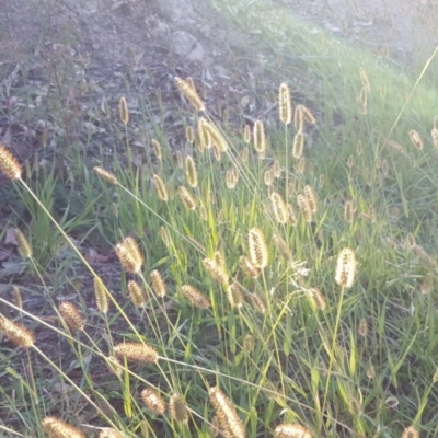 Setaria pumila (Pale Pigeon Grass) at Jerrabomberra, ACT - 18 Apr 2020 by Mike