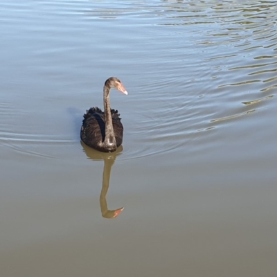 Cygnus atratus (Black Swan) at Point Hut Pond - 19 Apr 2020 by ChrisHolder