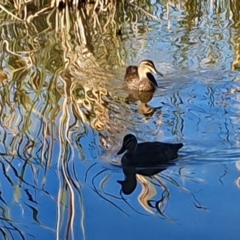 Anas superciliosa (Pacific Black Duck) at Point Hut Pond - 19 Apr 2020 by ChrisHolder