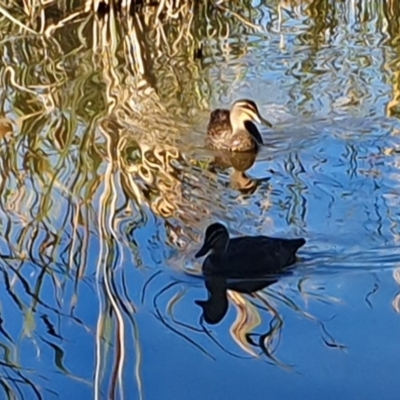 Anas superciliosa (Pacific Black Duck) at Gordon, ACT - 19 Apr 2020 by ChrisHolder