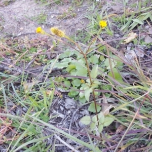 Bidens pilosa at Jerrabomberra, ACT - 19 Apr 2020