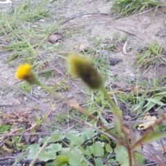 Bidens pilosa at Jerrabomberra, ACT - 19 Apr 2020