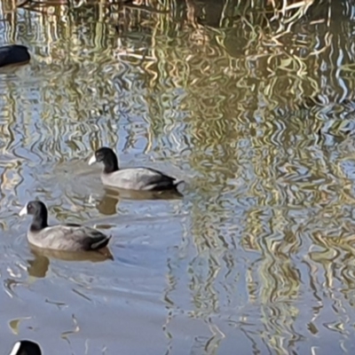 Fulica atra (Eurasian Coot) at Point Hut Pond - 19 Apr 2020 by ChrisHolder