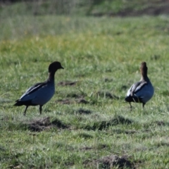 Chenonetta jubata (Australian Wood Duck) at Mount Clear, ACT - 16 Apr 2020 by ChrisHolder