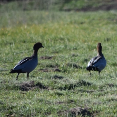 Chenonetta jubata (Australian Wood Duck) at Mount Clear, ACT - 16 Apr 2020 by ChrisHolder