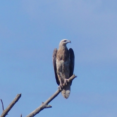 Haliaeetus leucogaster (White-bellied Sea-Eagle) at Bega, NSW - 14 Apr 2020 by MatthewHiggins