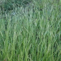 Setaria sp. (Pigeon Grass) at Tuggeranong DC, ACT - 19 Apr 2020 by Mike