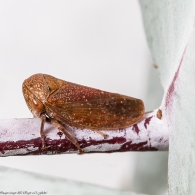 Katipo rubrivenosa (A leafhopper) at Umbagong District Park - 17 Apr 2020 by Roger