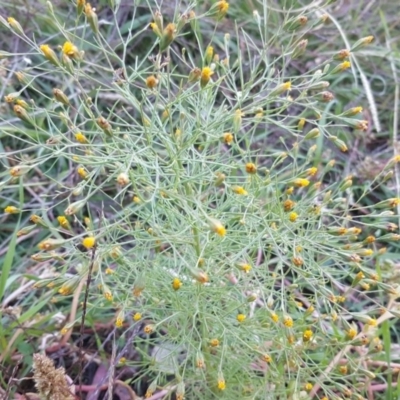Schkuhria pinnata (Curious Weed, Dwarf Mexican Marigold) at Wanniassa Hill - 18 Apr 2020 by Mike