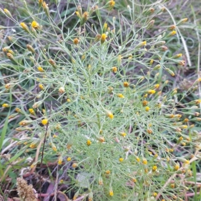 Schkuhria pinnata (Curious Weed, Dwarf Mexican Marigold) at Wanniassa Hill - 19 Apr 2020 by Mike