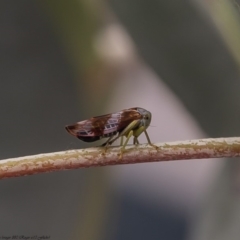 Rosopaella cuprea (A leafhopper) at Umbagong District Park - 16 Apr 2020 by Roger
