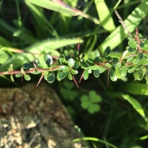 Bursaria spinosa at Griffith, ACT - 19 Apr 2020