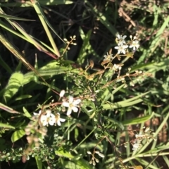 Bursaria spinosa at Griffith, ACT - 19 Apr 2020