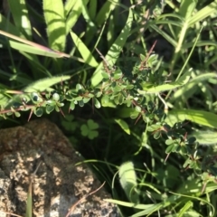 Bursaria spinosa at Griffith, ACT - 19 Apr 2020